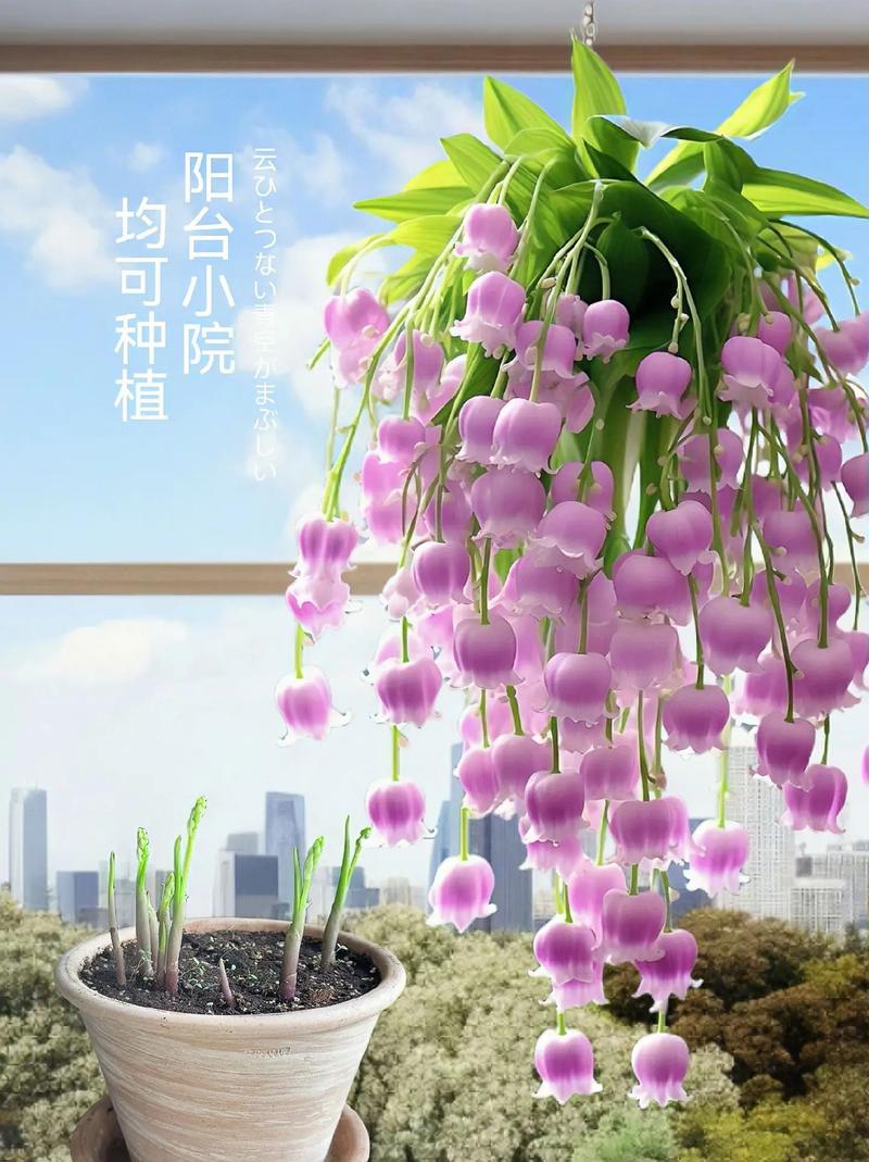 女生适合养什么花