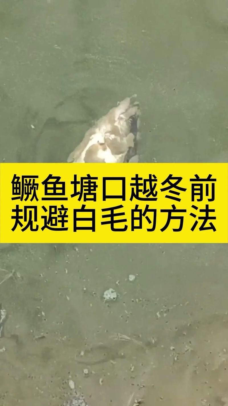 水白是什么