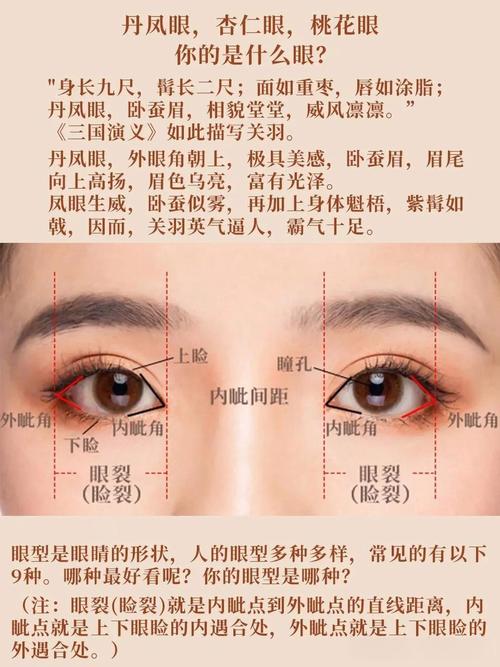 内眦是什么意思