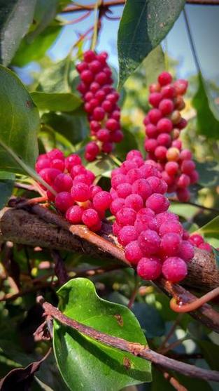 五味子是什么样的