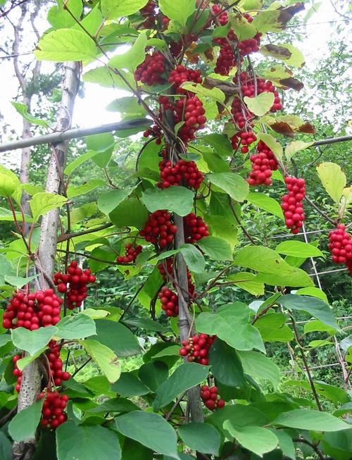 五味子是什么样的