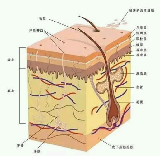皮肤有什么组成