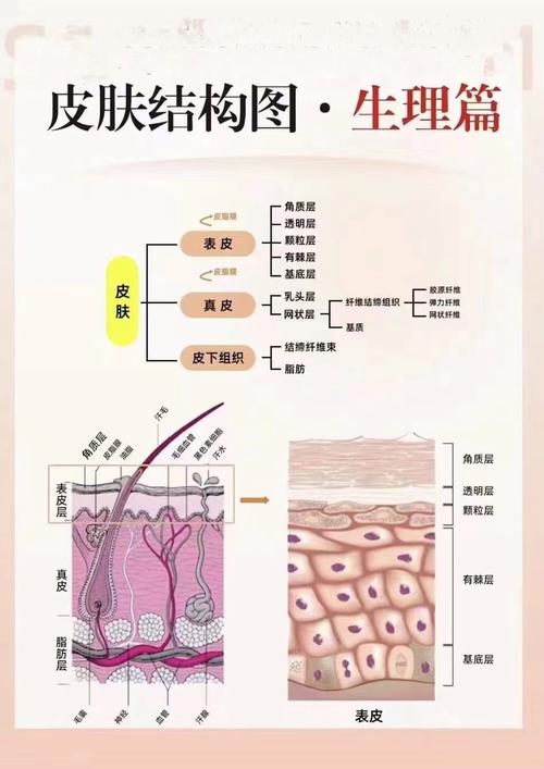 皮肤有什么组成