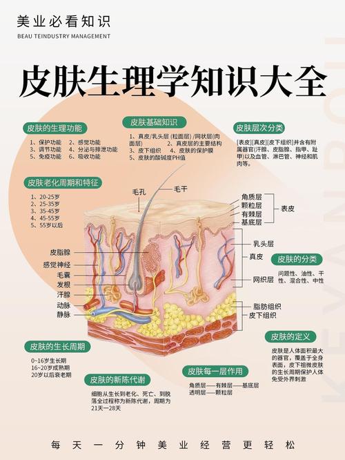 皮肤有什么组成