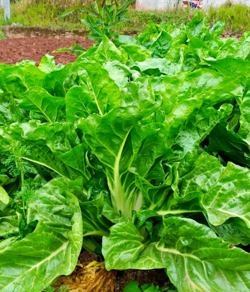 什么菜减肥排毒养颜