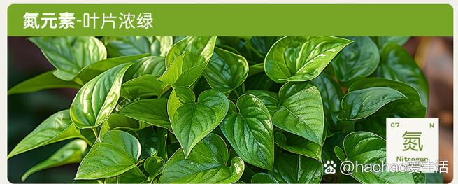 减肥叶是什么叶