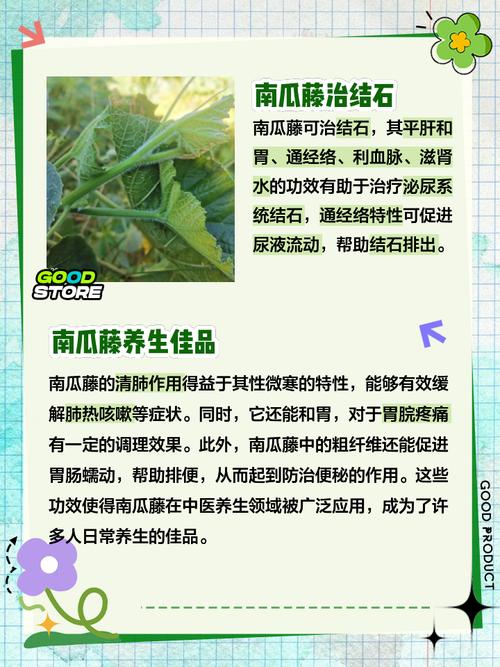 南瓜藤有什么作用