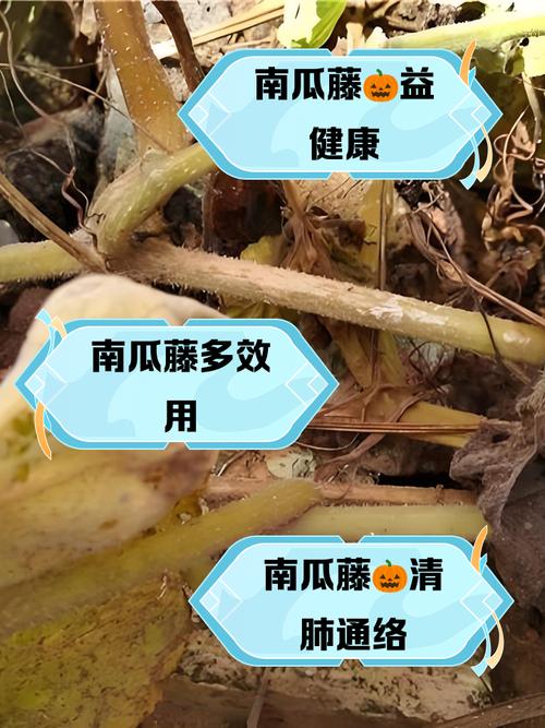 南瓜藤有什么作用