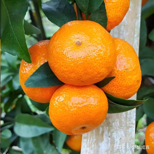 秋冬有什么水果