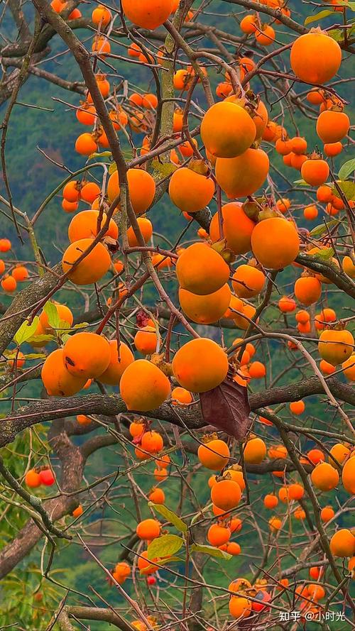 秋冬有什么水果