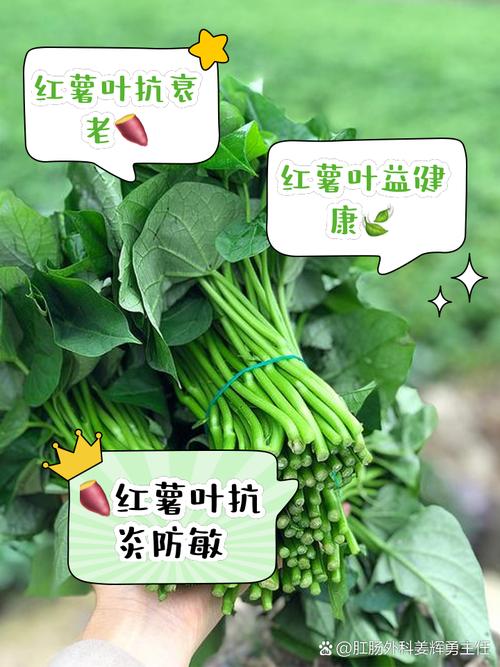 红薯叶有什么作用