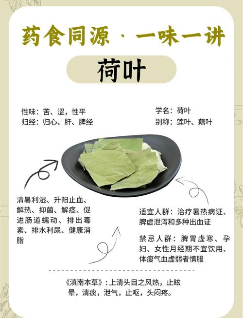 荷叶为什么可以减肥