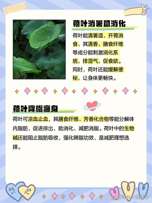 荷叶为什么可以减肥