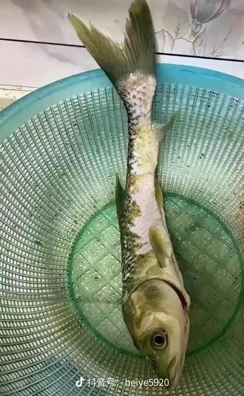 什么鱼吃了能减肥