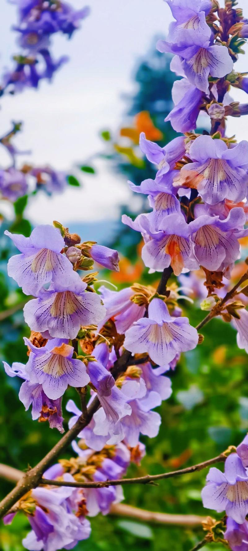 红色褂子怎么搭配