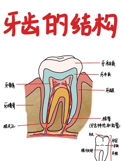 牙齿由什么组成