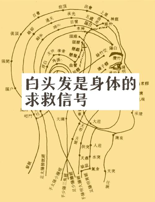 头发属于什么科