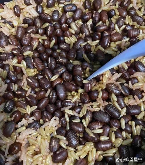 减肥虫是什么东西