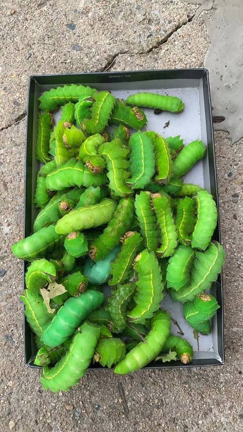 减肥虫是什么东西