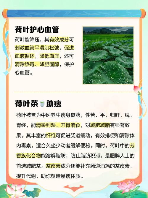 荷叶加什么喝才减肥效果