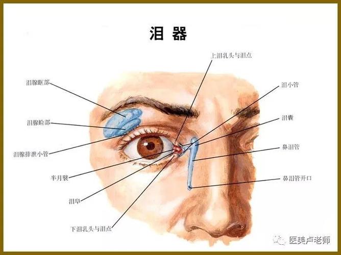眼睑是什么位置