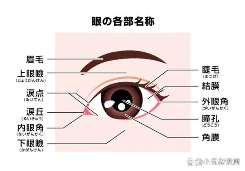 眼睑是什么位置