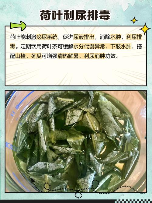 什么叶泡水减肥