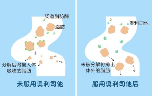 减肥药原理是什么