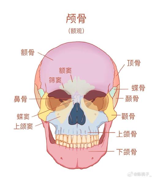 颧骨在什么位置