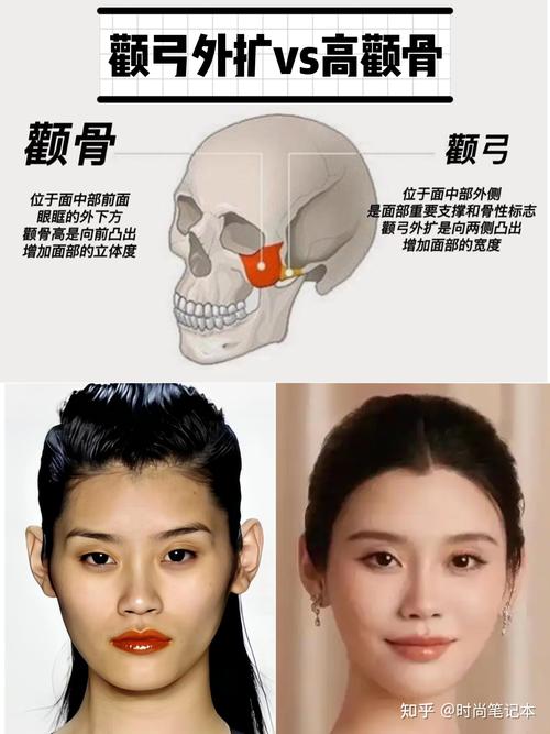 颧骨在什么位置