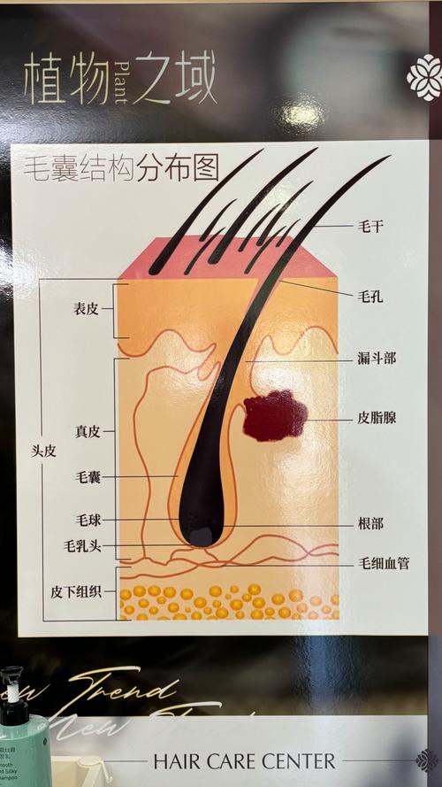 头发由什么组成