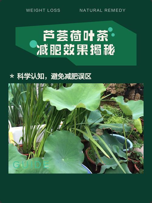 荷叶配什么减肥效果佳