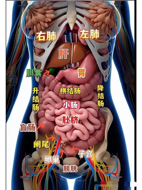 小腹左边痛什么原因