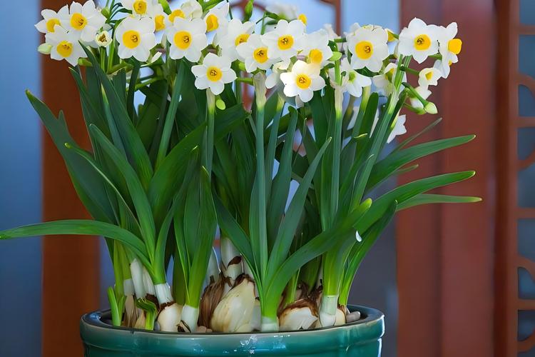 用什么水养花最好