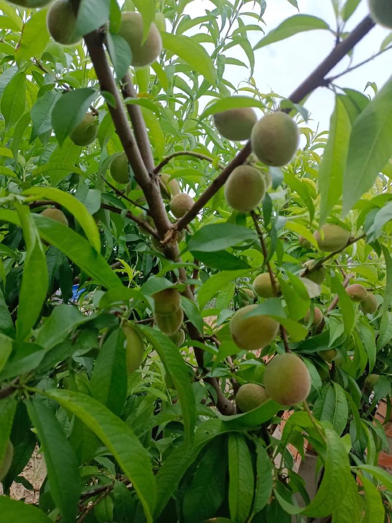 治疗斑秃用什么药