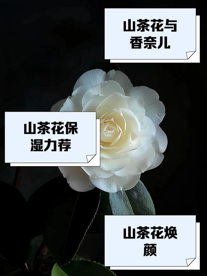 山茶花是什么品牌