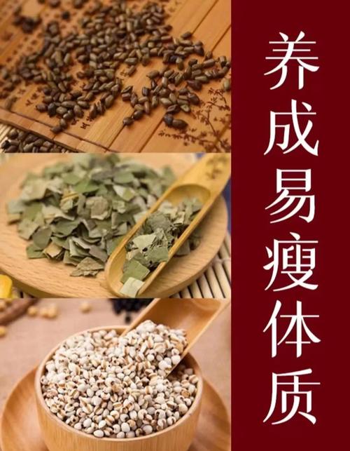 减肥人吃什么中药好