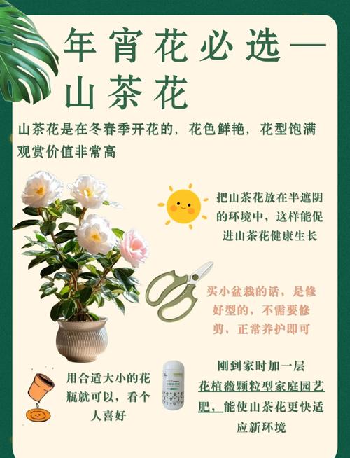 山茶花护肤品的功效与作用