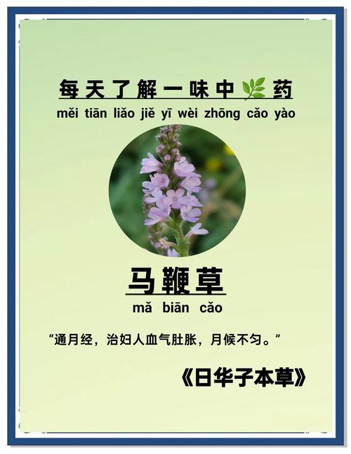 马鞭草有什么作用