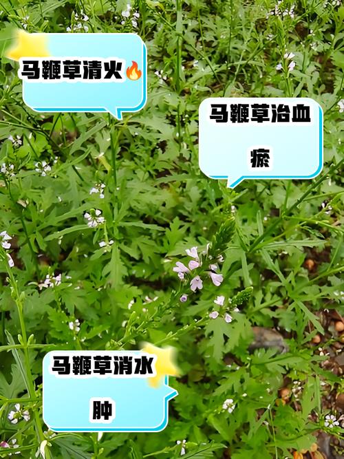 马鞭草有什么作用