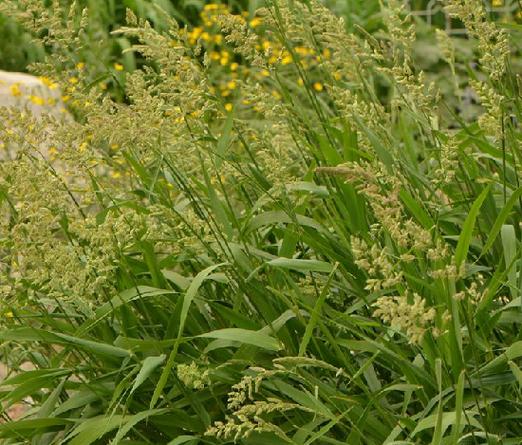 草色是什么颜色