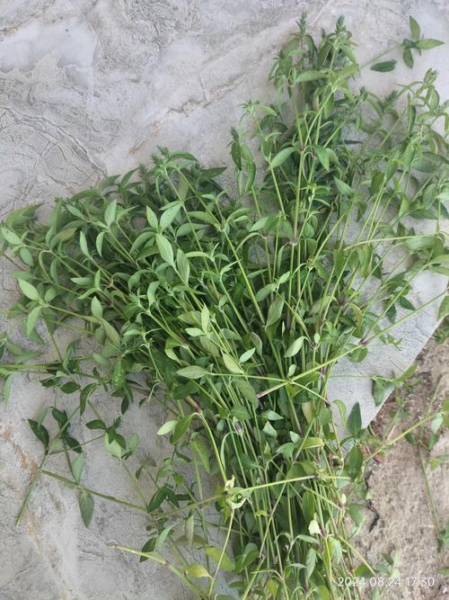 草色是什么颜色