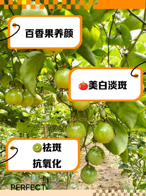 什么食物可以祛斑