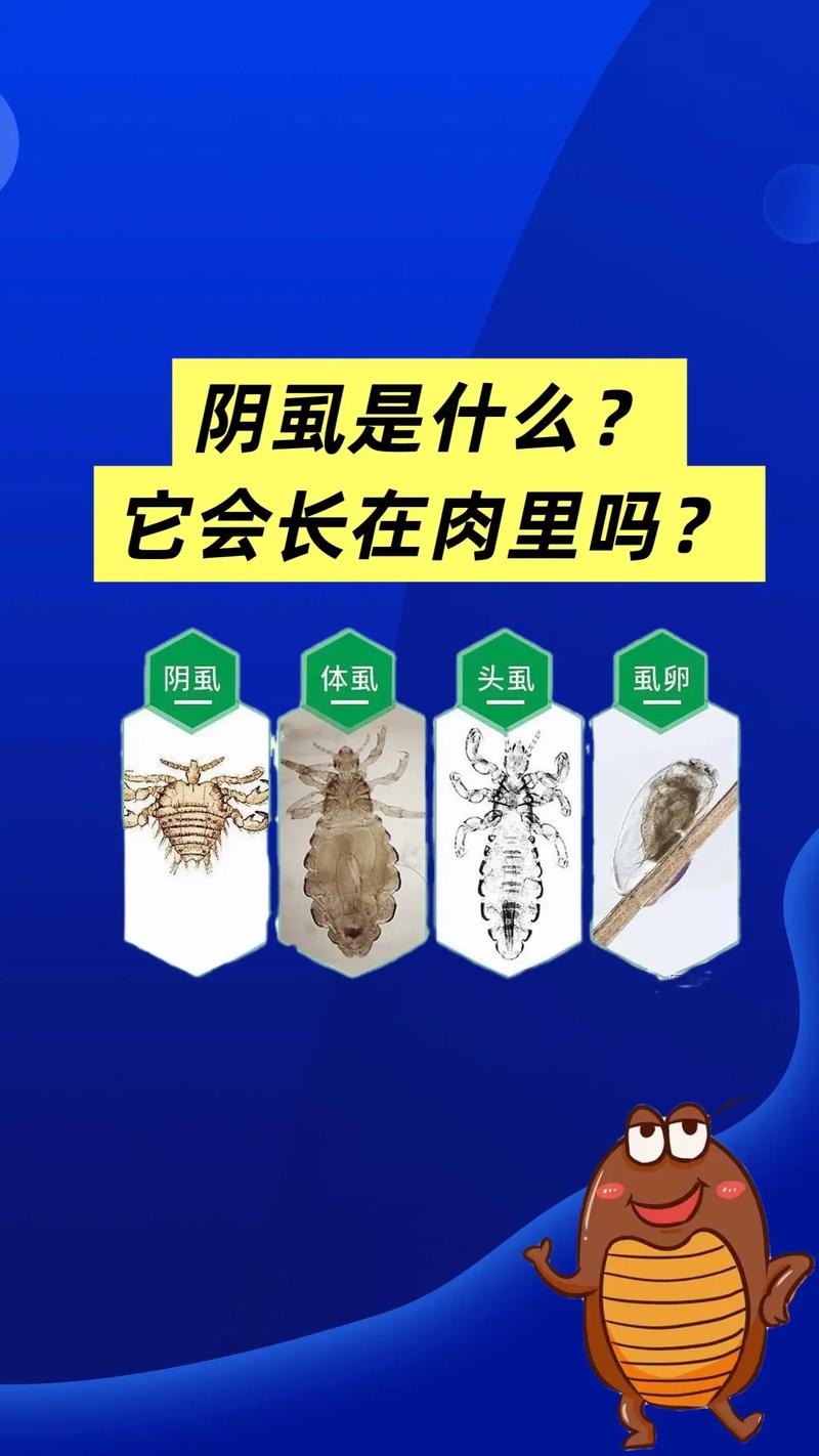 阴虱是什么意思