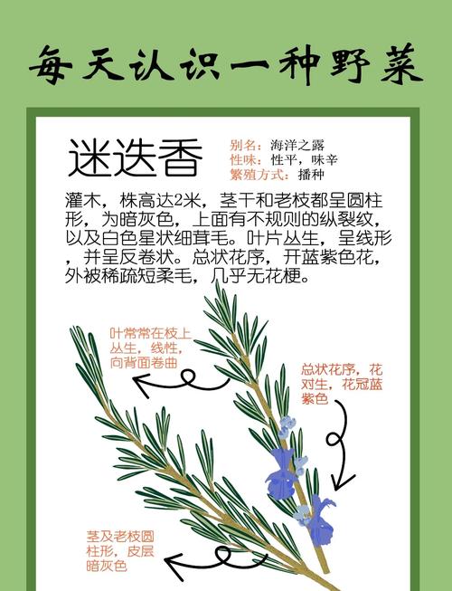 迷迭香有什么作用