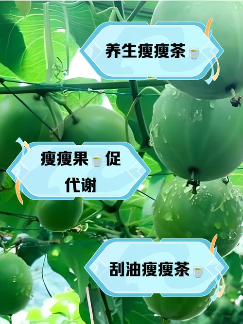 瘦瘦果配什么喝减肥