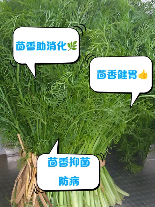 茴香有什么营养