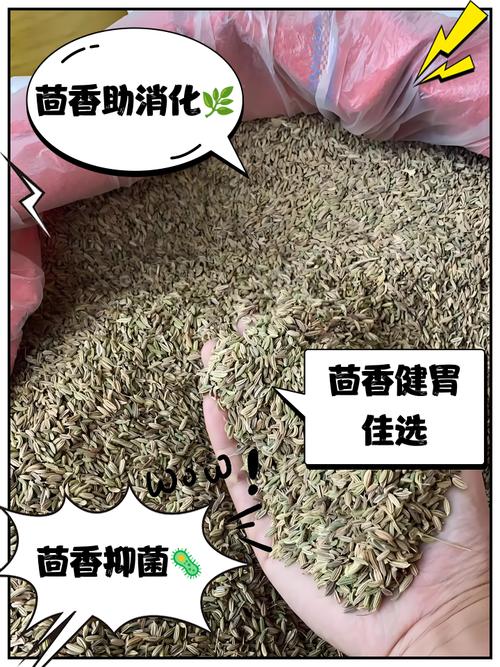 茴香有什么营养