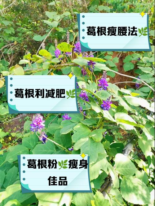 什么中药有减肥功效