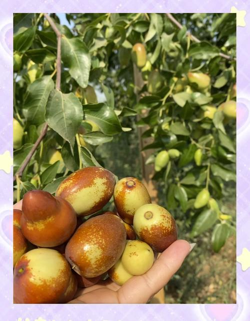 牙齿痛吃什么水果